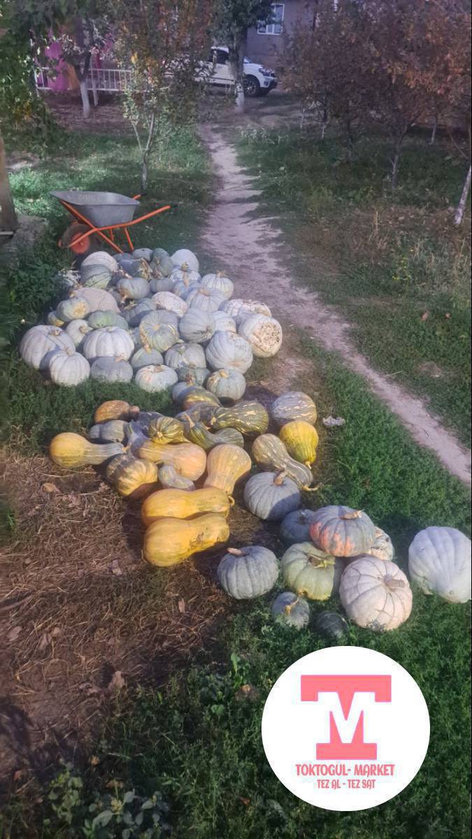 продаю тыкву. 1кг 30сом