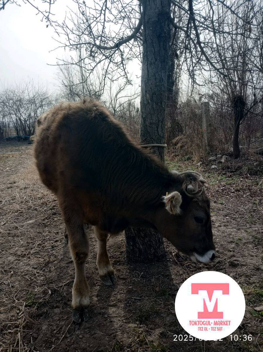 ушул кунажын жок болуп жатат кече кечинден баштап.чолок куйрук.жамбашында (Т) тамгасы басылган коргондор болсо кабарлап койунуздарчы.бирка номери тартылбай калыптыр