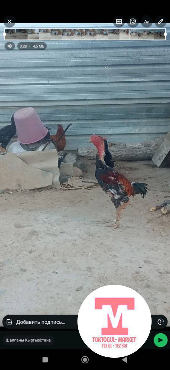 ушул дакен корозду Бир жакшы мекишке алмашам же сатам 1500
