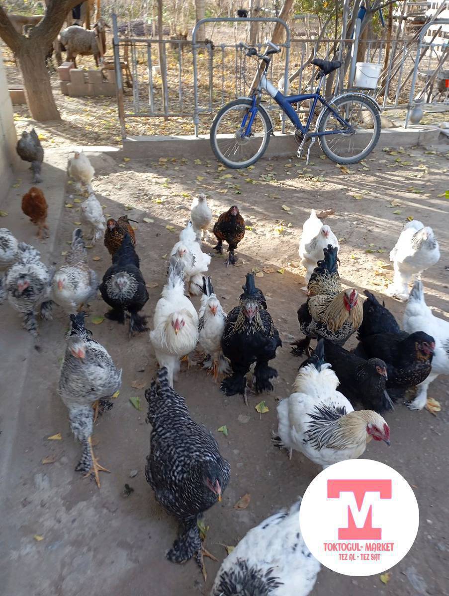 Брама короздор сатылат быйылкы жожолор.1.200с ль