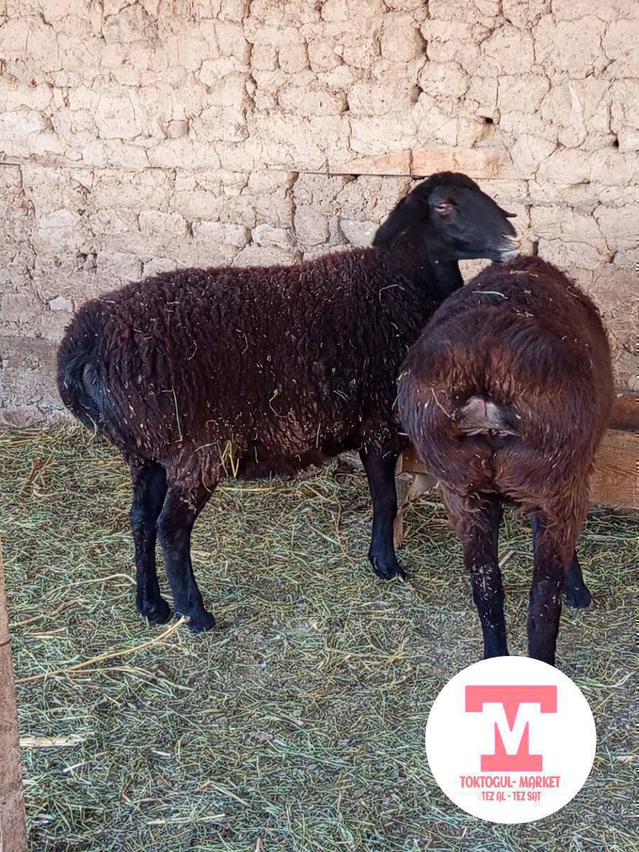 семиз 2 тиш кой, козу сатылат.