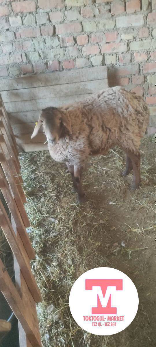 Семиз ургаачы козу сатылат