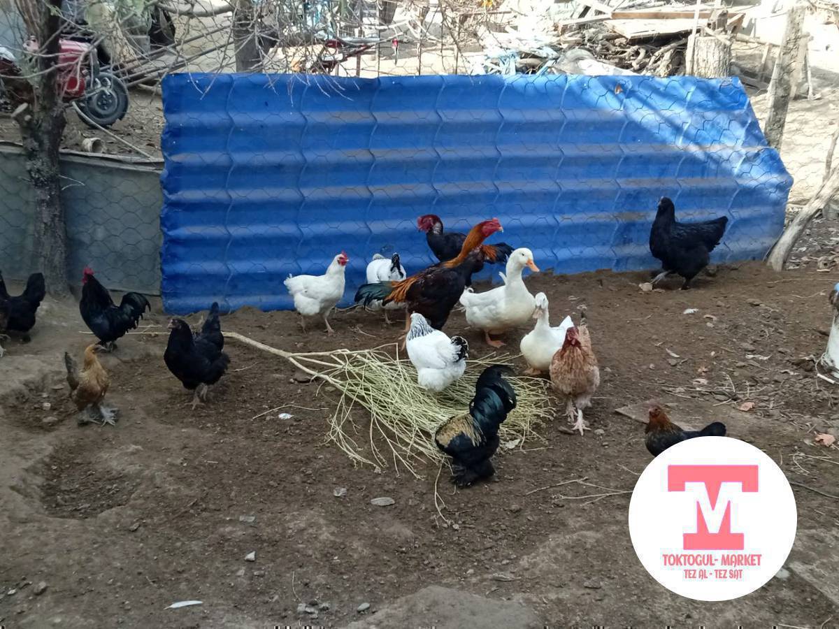 Чон Дакен короздор 1500
Брамор адлерлер 1000
чон мекиш тооктор 500-800чейин