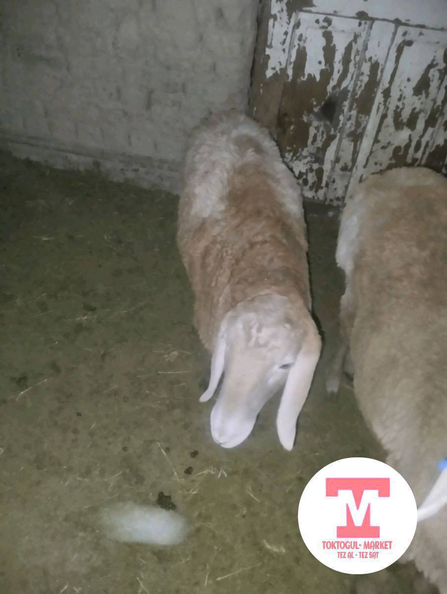 Арашан козу сатылат