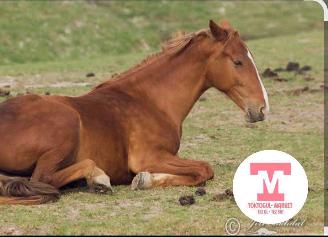 Южводтон Кунан жоголду кашкасы бар тушалган коргондор болсо кабарлап коюунуздар
