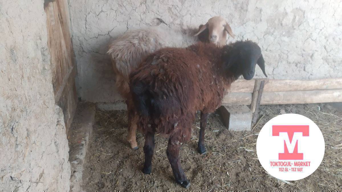 козулар сатылат союшка 
кара козу ургачы 
Сары бычмал 16000сомдон 
адрес кызылтуу