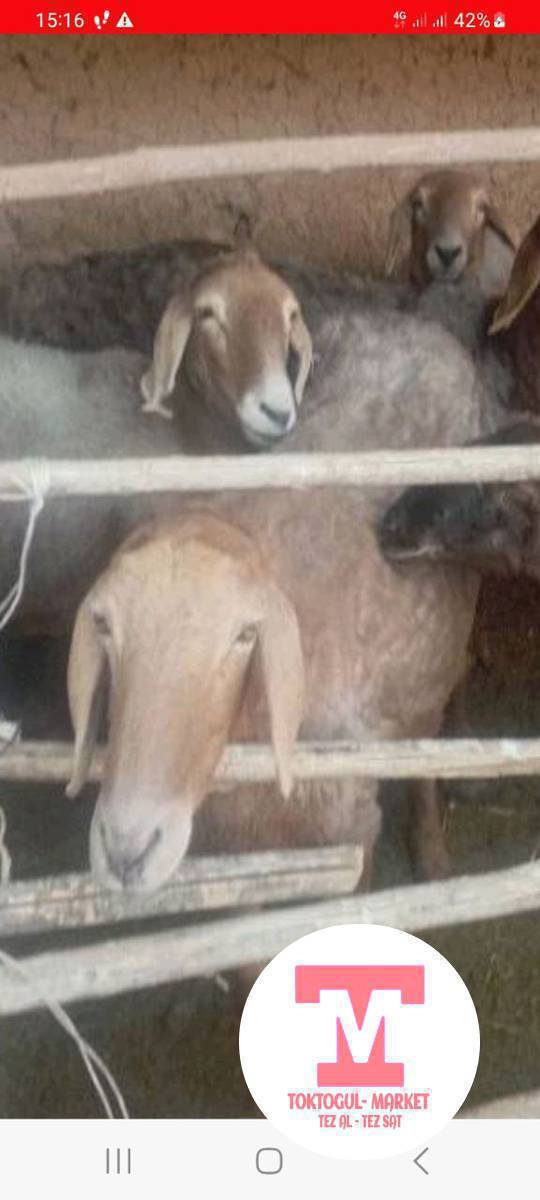 арзаныраак  союшка жараган козу алат элем