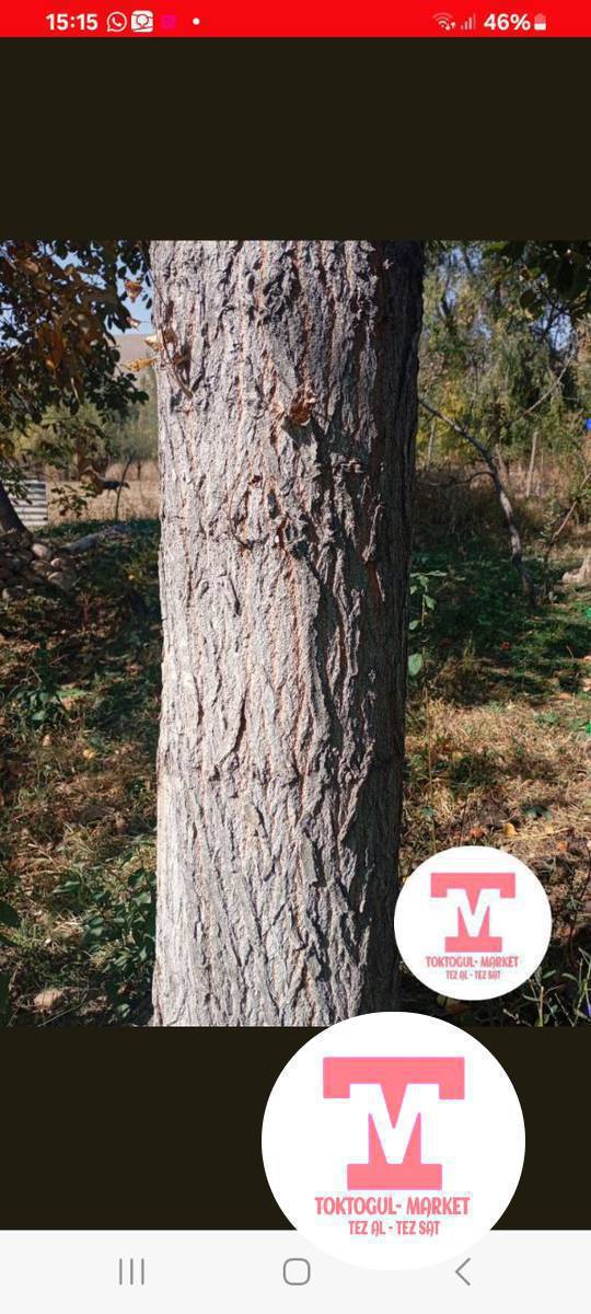 Салам алейкум жаамат жыгылган терек алат элем  келишим баада