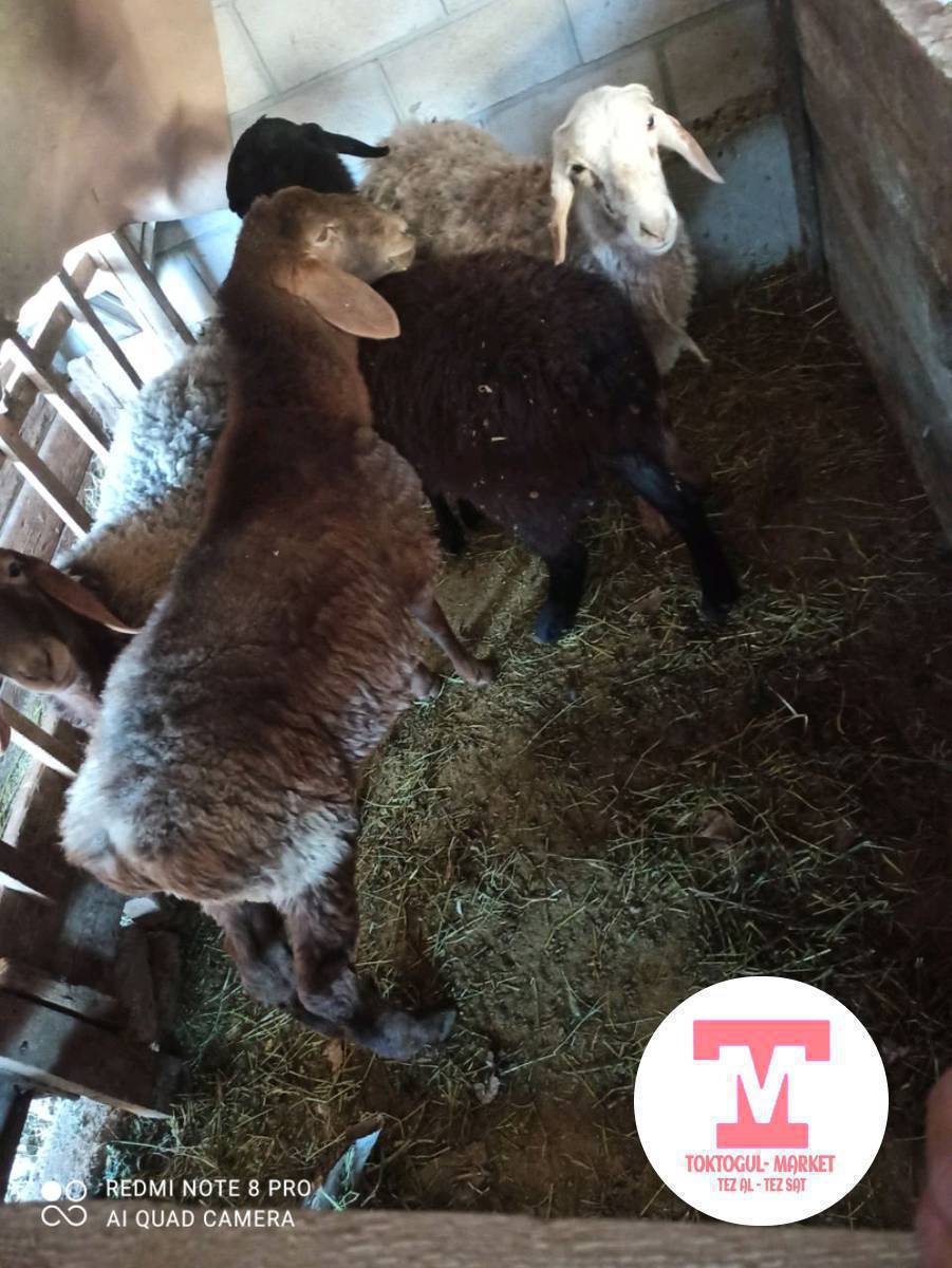 сойушка эчки улак козу бар