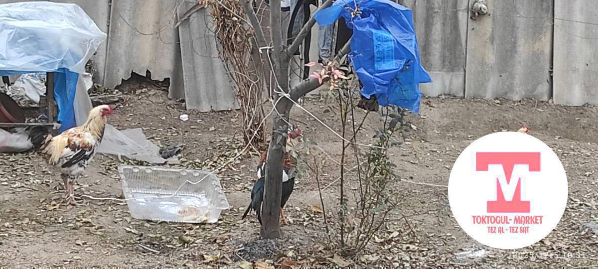 токтор сатылат