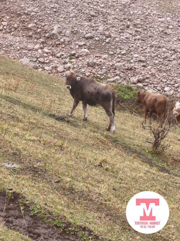 ушул торпокту таппай жатабыз көптөн бери ургачы сол кулагы учунан кесилген  сүйүнчүсү бар