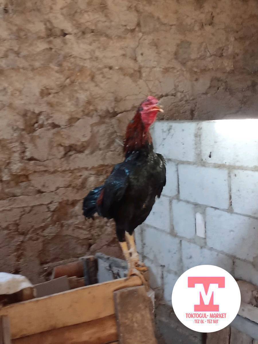 Асолом Алейкум жамат ушул Дакен сатылат