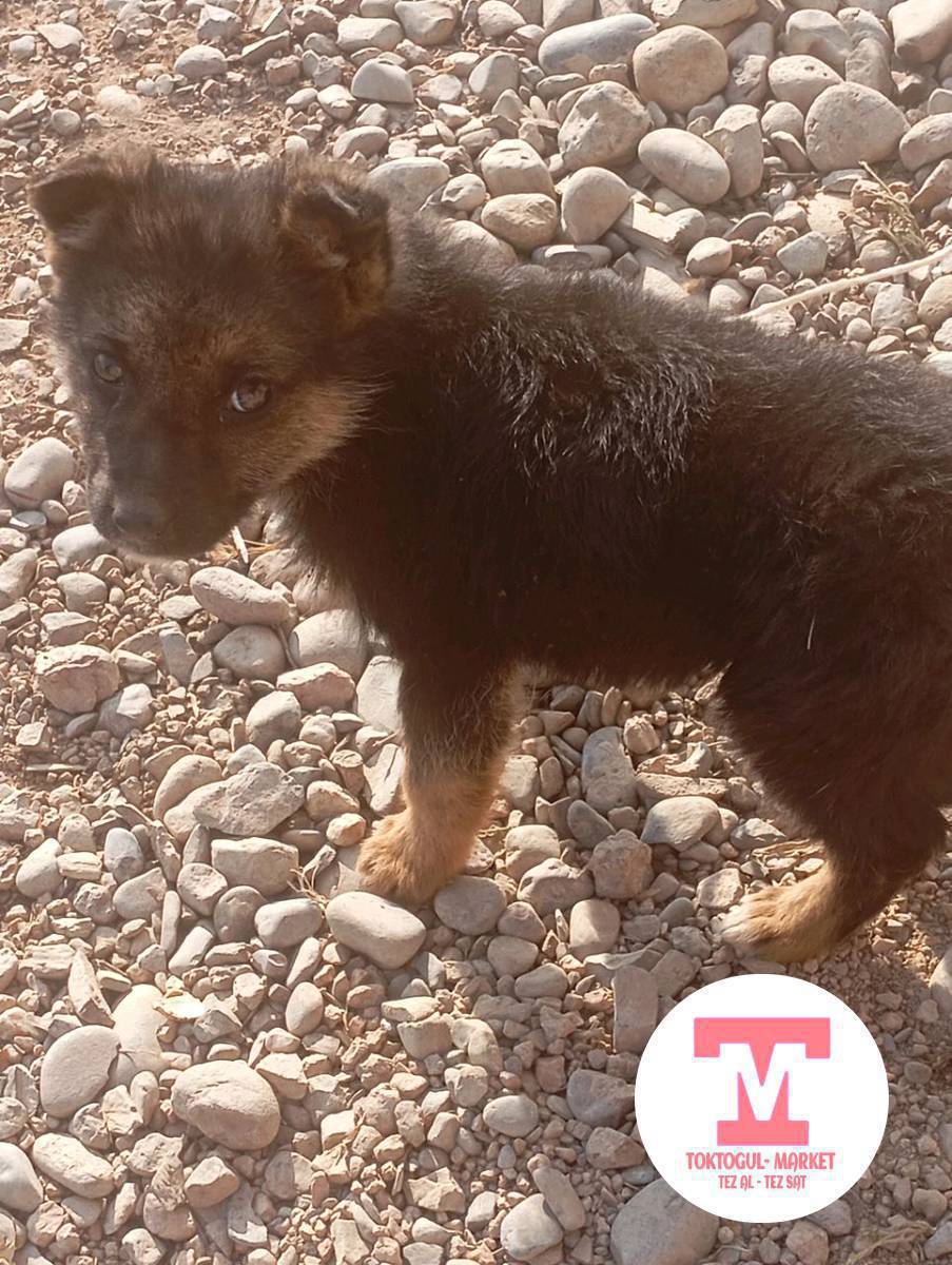 Кучук сатылат телефондорго деле алмашам