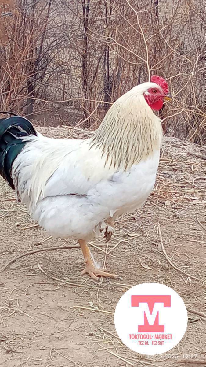 Ушул короз сатылат 1000 сом же Адлер корозго алмашылат.