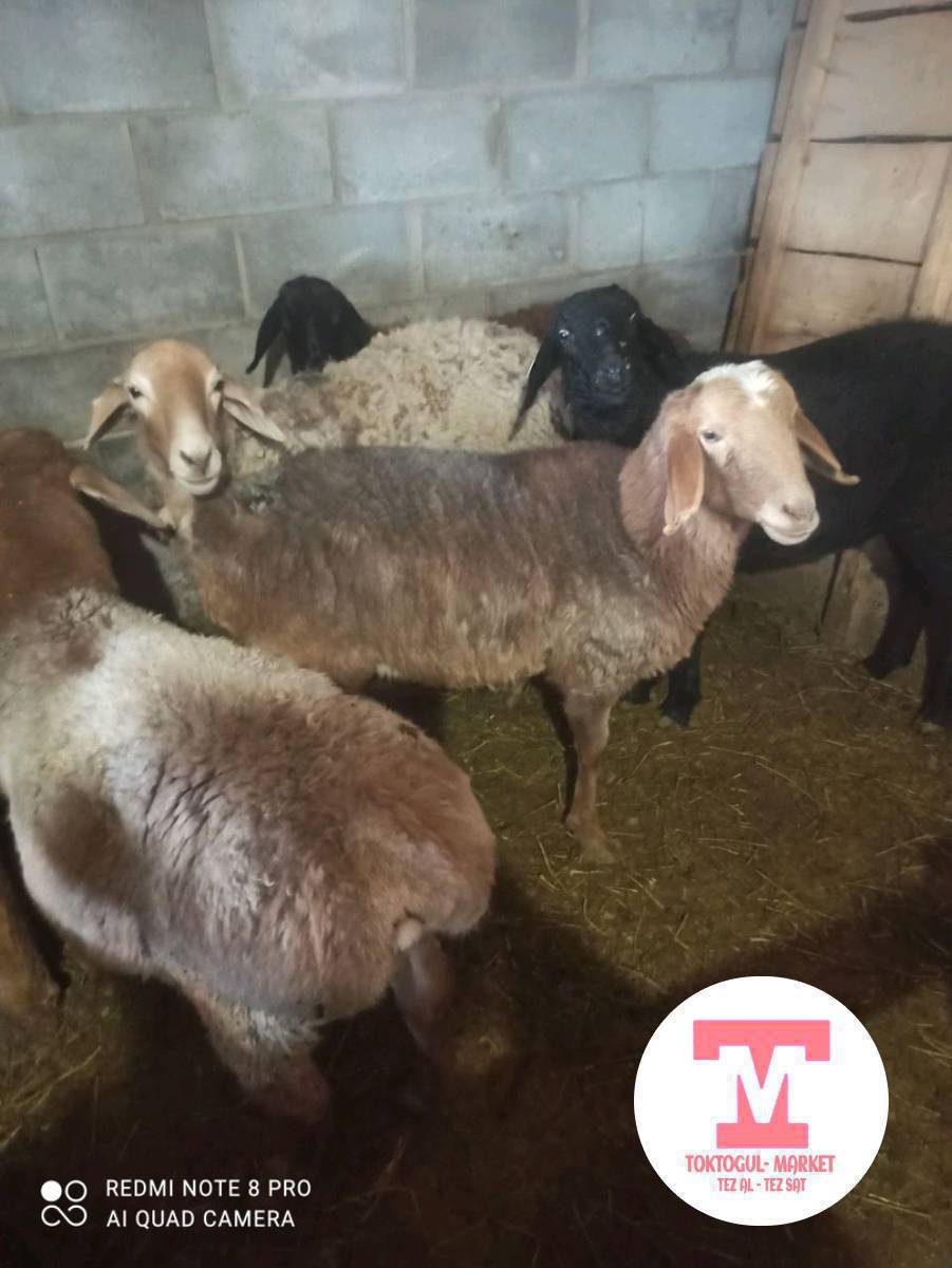 сойушка козулар сатылат