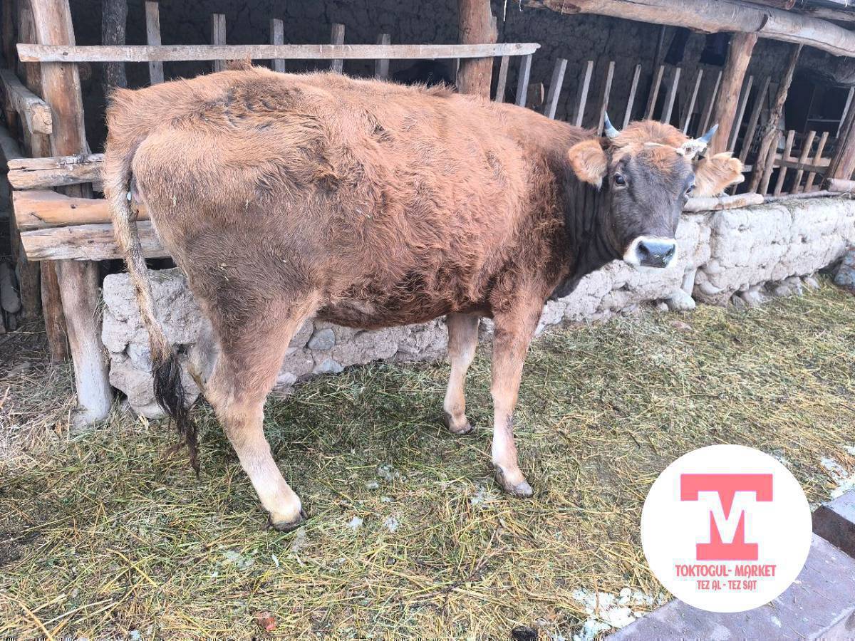 ушул тай Кунажын сатылат. Семиз баасы келишим