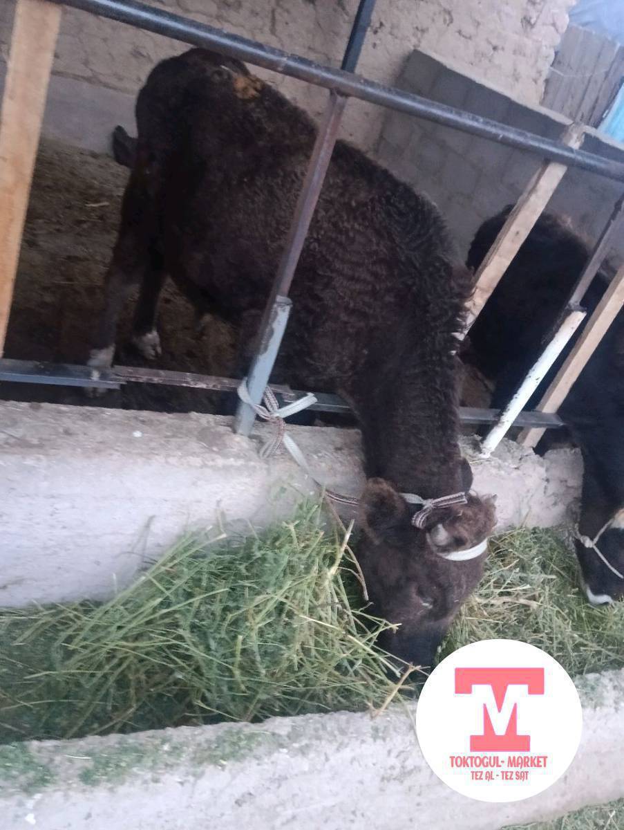 ушул бука сатылат баасы 75 мин деп жатам.