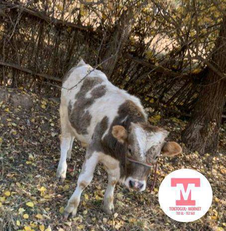 Ассалоомуалекум 8-ноябрь куну туштон кийин Таласбайдан кок чаар эркек торпок качырдым эни он кулагы учу бакан артынан ойук коргондор кабарлап койгула кара ноктосу бар суйунчусу бар 0703002890 0709002890