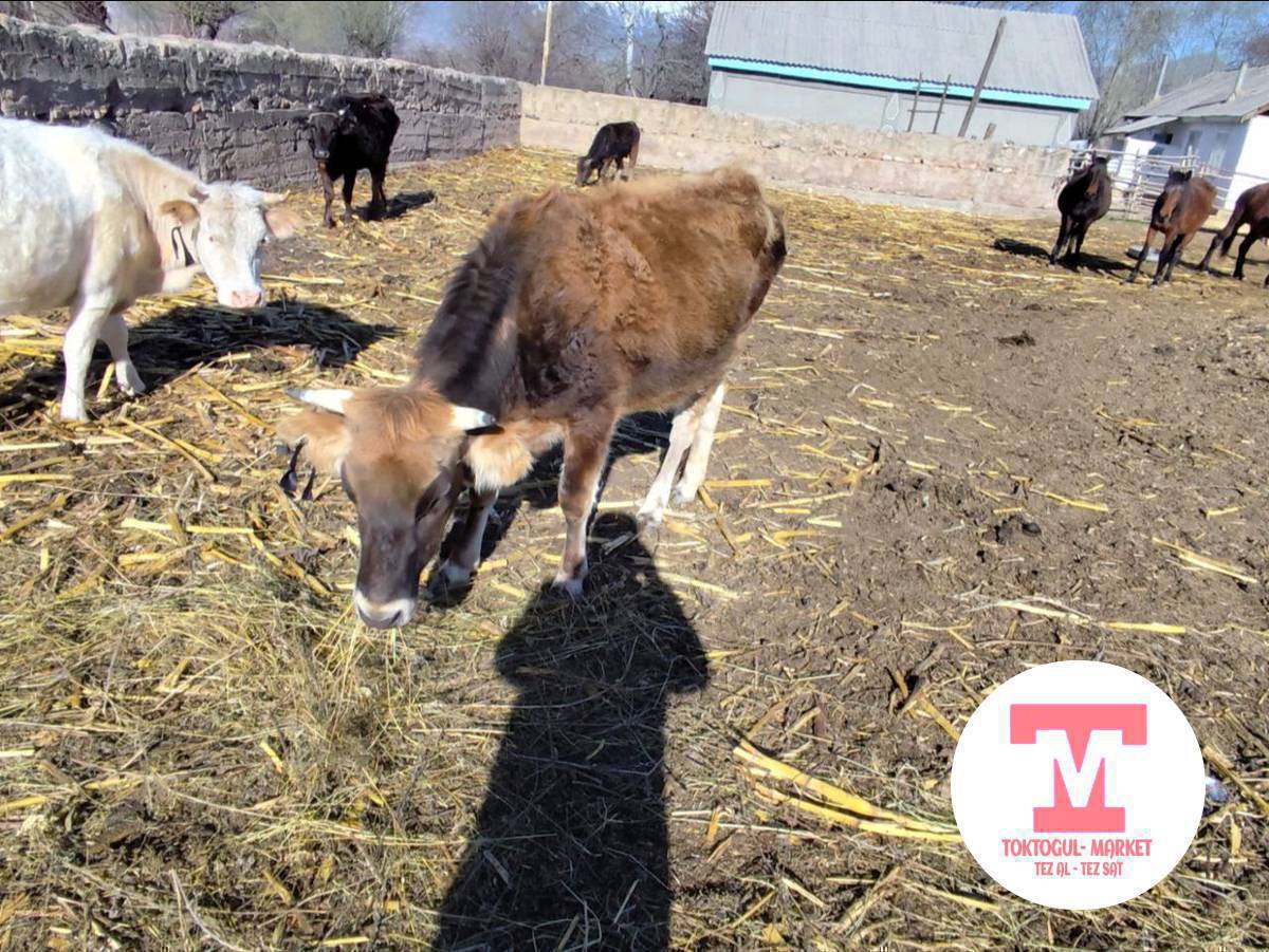 Ассалому алейкум жаамат ушул уйду коруп калсаныздар кабарлап койунуздарчы сол кулагы туура кесин он кулагы артынан уч бурчтук тууйун деп калды эле жанында торпогу болушу мункун