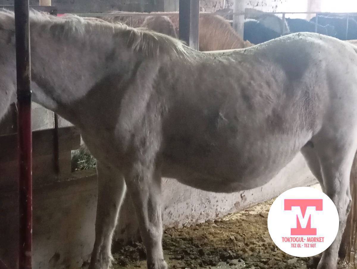 Багылган семиз бээ сатылат токтогулда баасы келишим