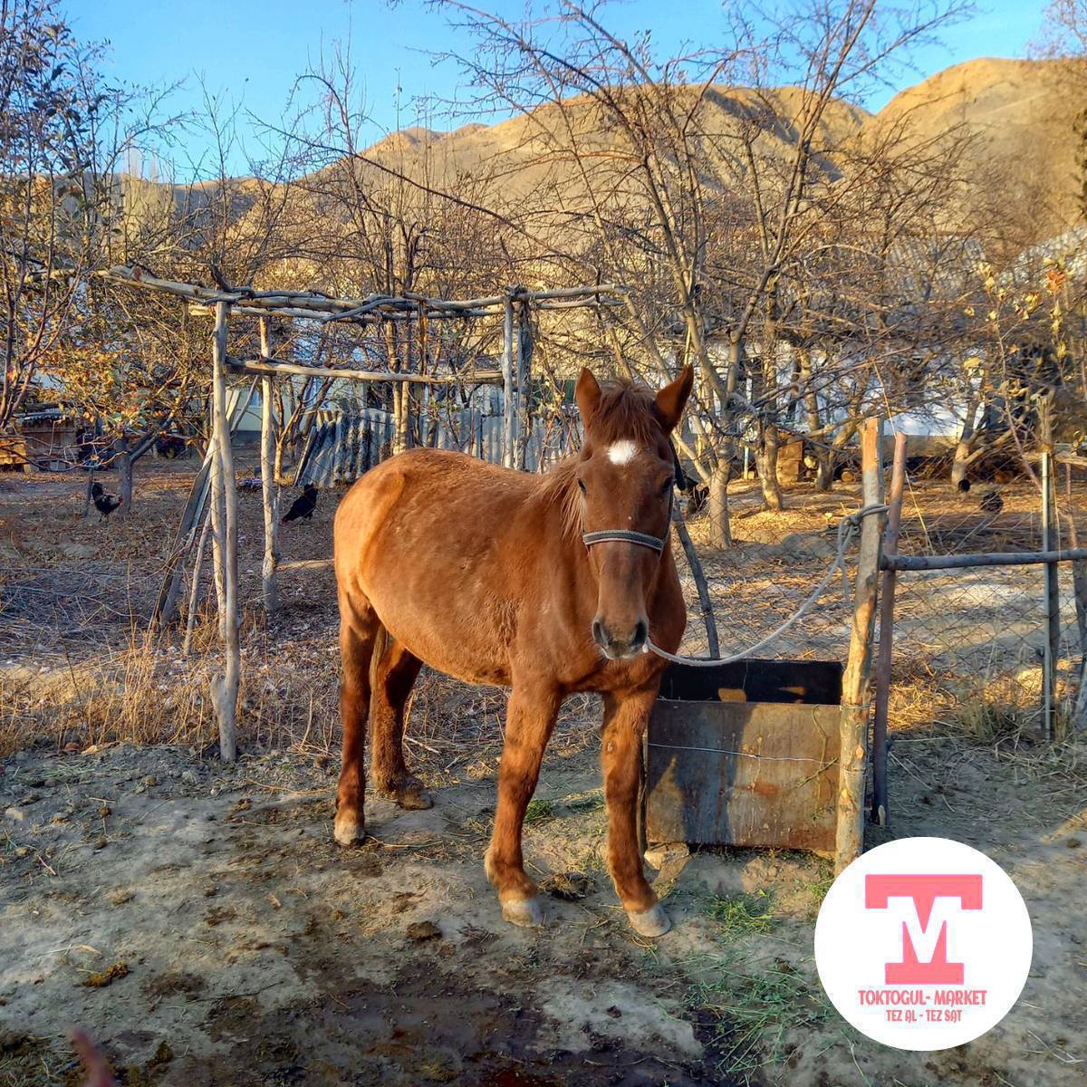 Эки ай багылган семиз бээ сатылат 170мин