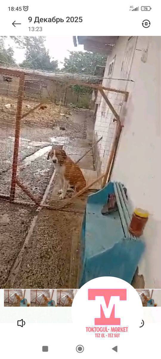 ушул ИТ жоголду коргондор кабарлап койунуздар суйунчусу бар