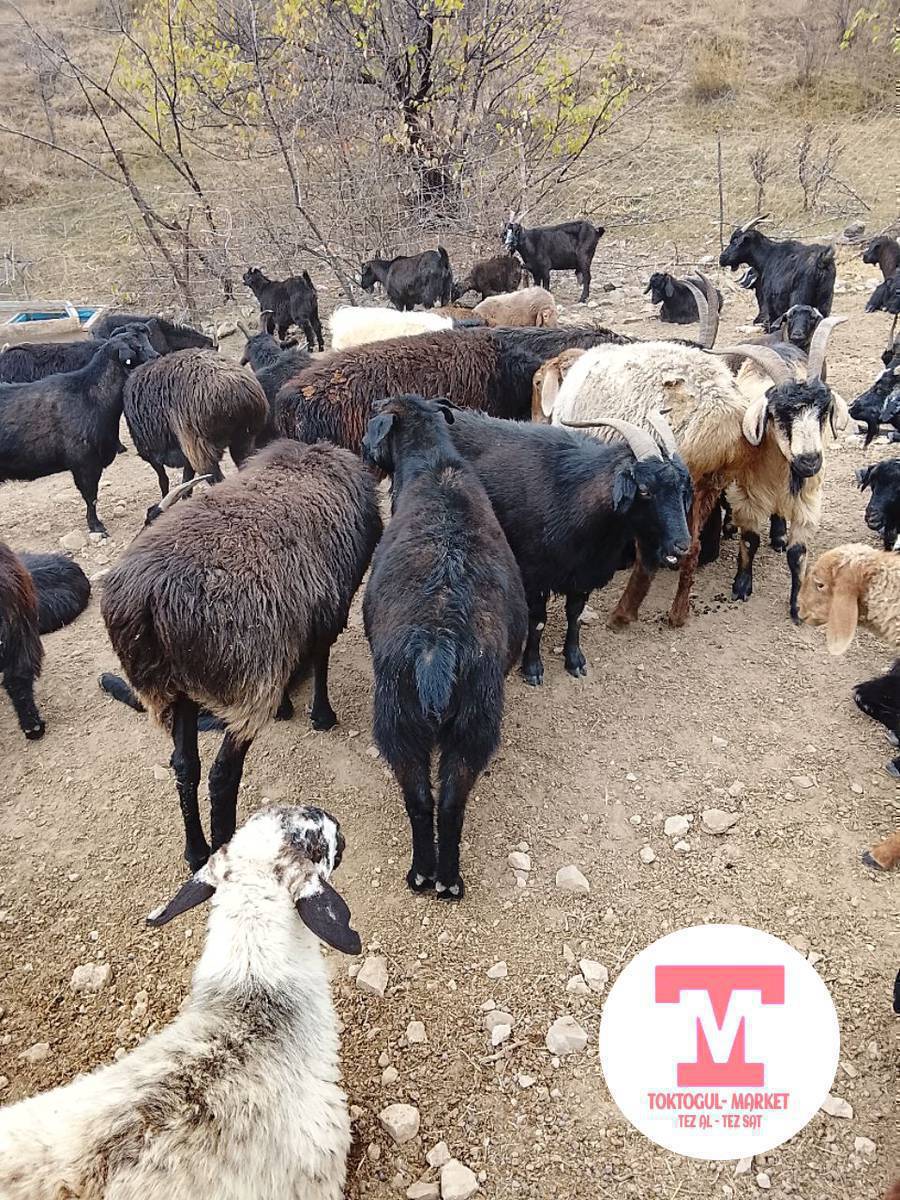 Бир Коро эчки улактар сатылат 5 эчки 7 улак эчкилер блох