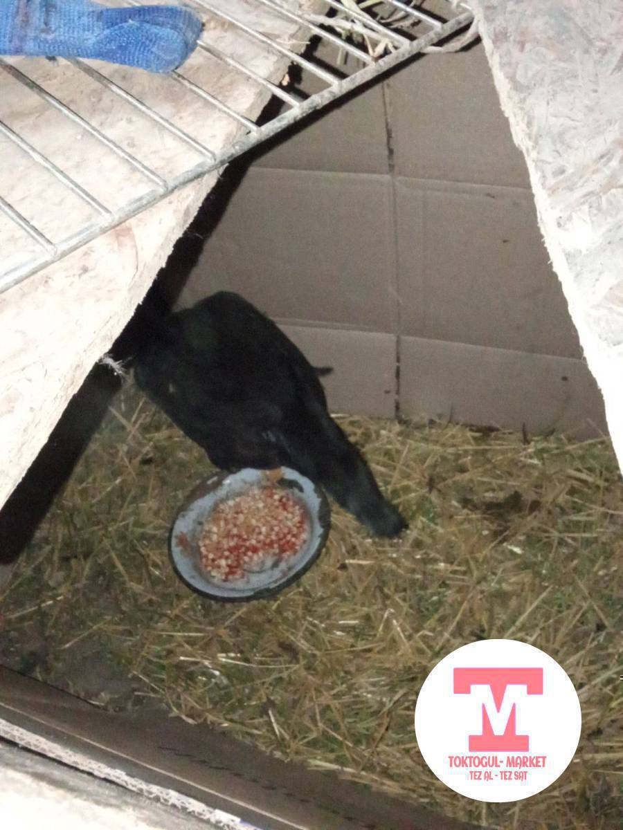 ушул жожо дакен мектштер сатылат 1500болор басы