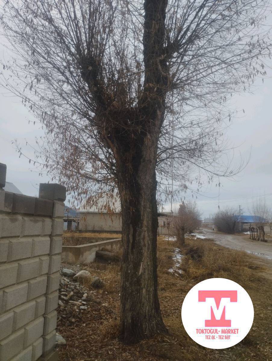 каратал сатылат кыйып аласынар