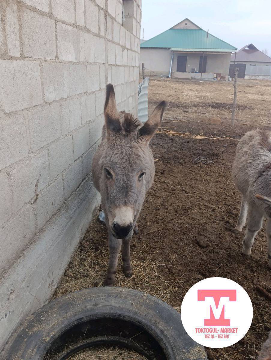 эшектер сатылат 3ну 10000болсо берём.