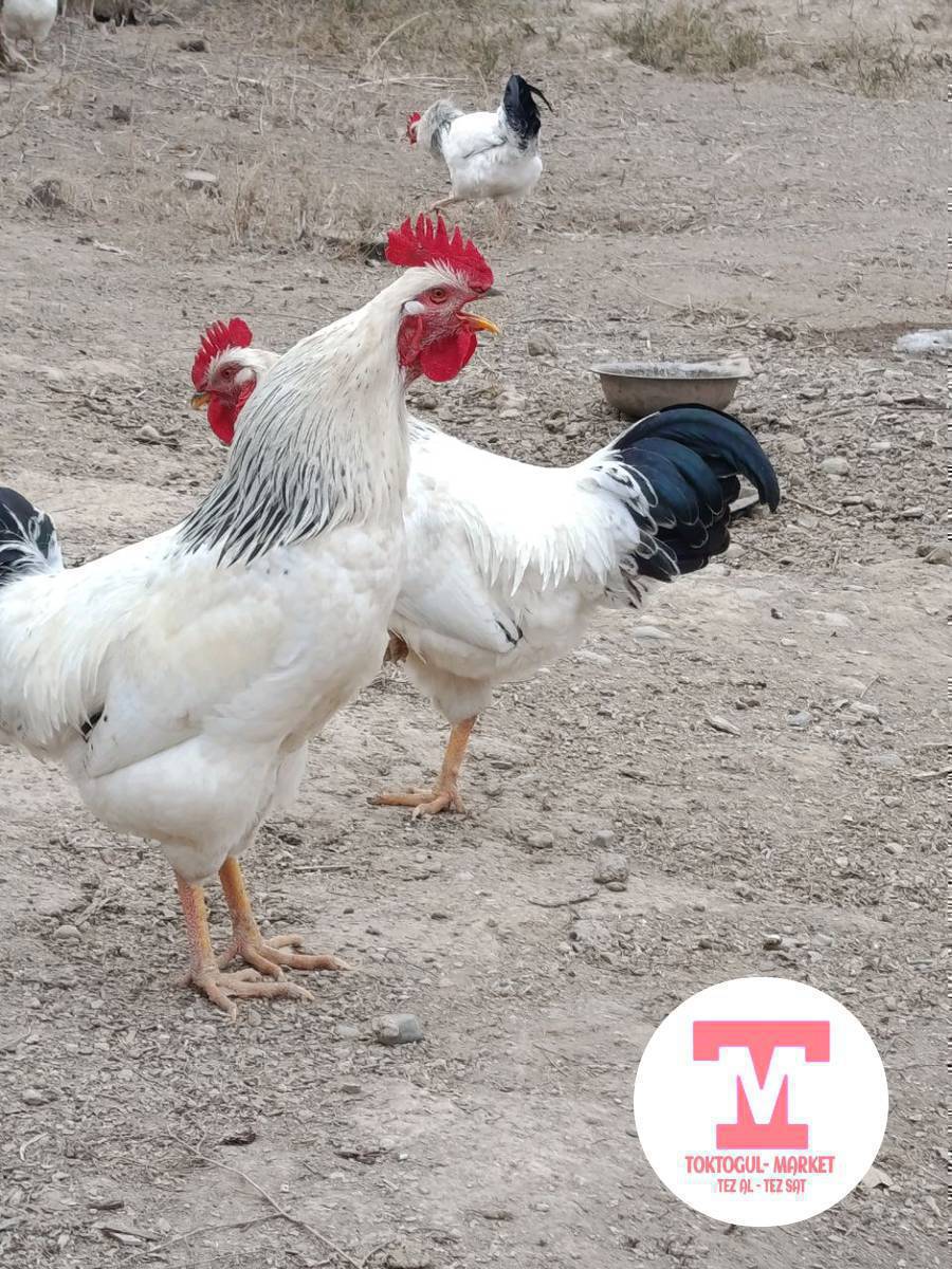 Адлер короз сатылат үчөө бар 1000 сомдон берем