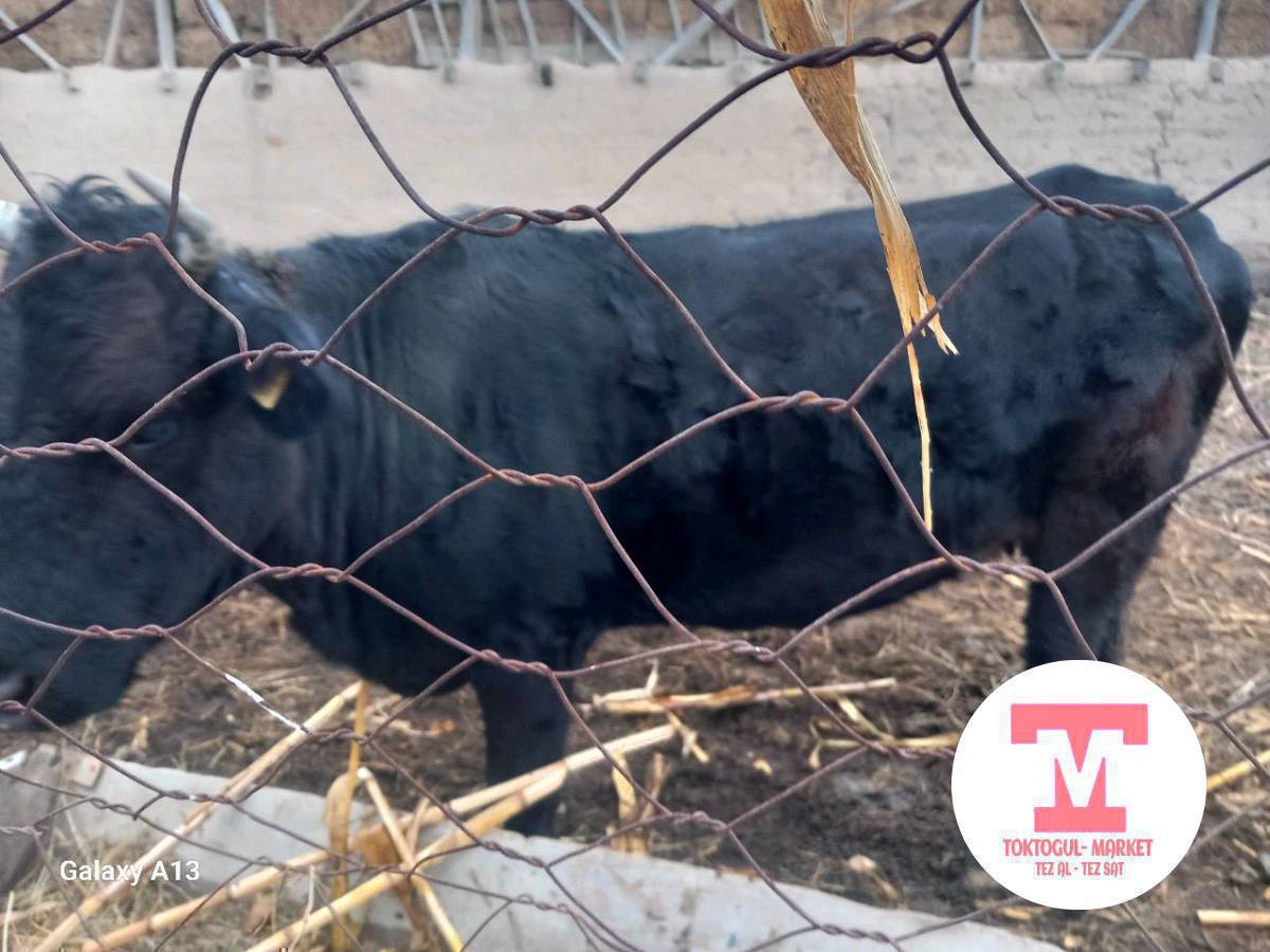 порода уй сатылат черный бриллиант