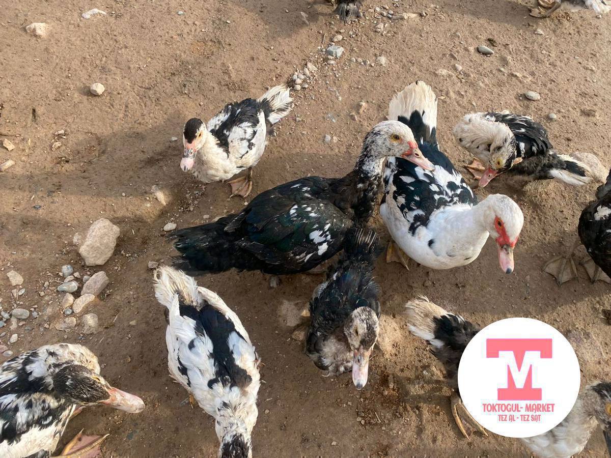 Ассалому Аллейкум! Ушул өрдөктөр сатылат 300с/600с чейин сатылат