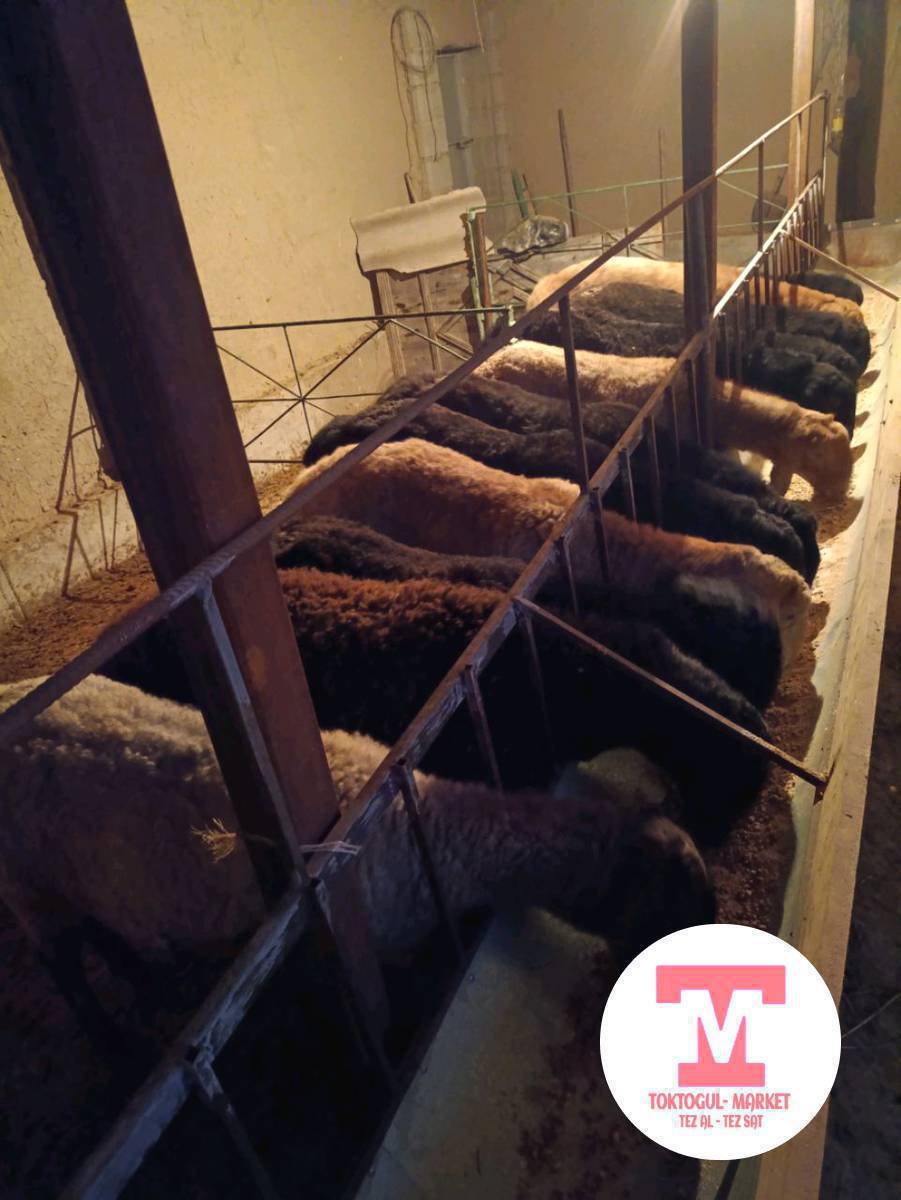 союшка бычмал козулар бар