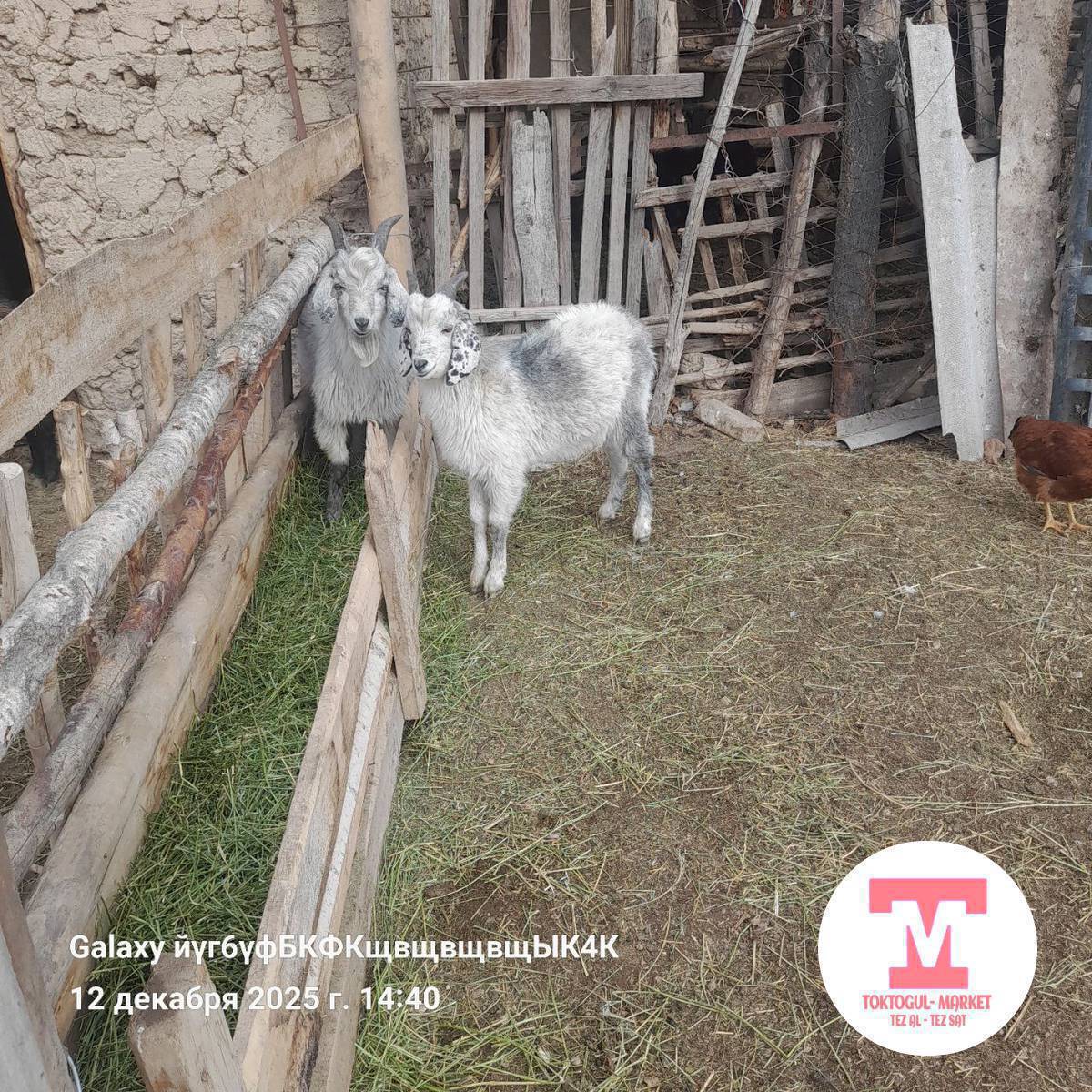 ушул теке улактар 6000 сомдон сатылат