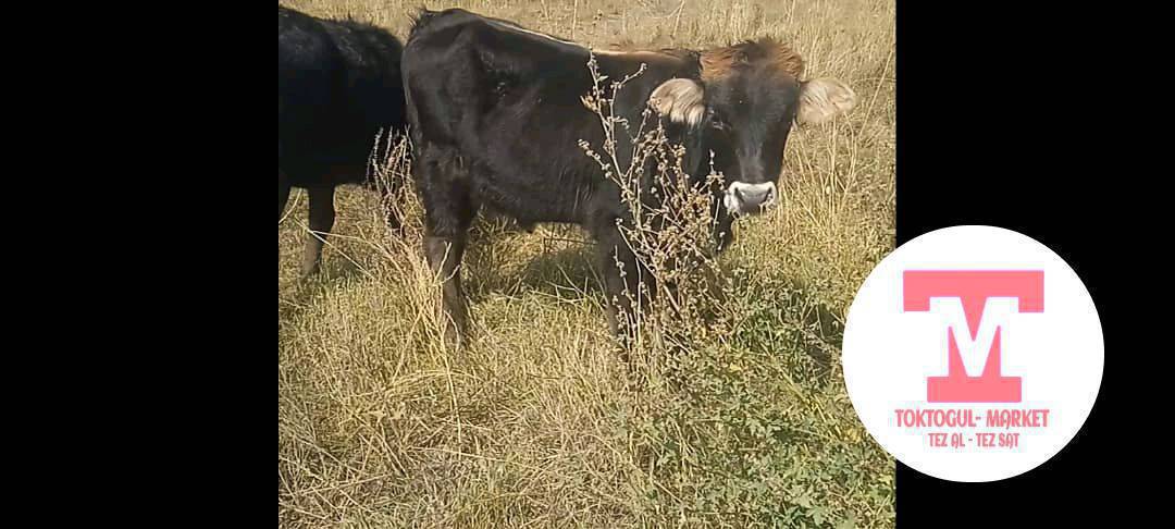 ушул торпок жок болуп жаттат, Бир ай болуп калды, коргон билгендер болсо кабарлап коюунуздарчы, суйунчусу бар 5000 мин сом.