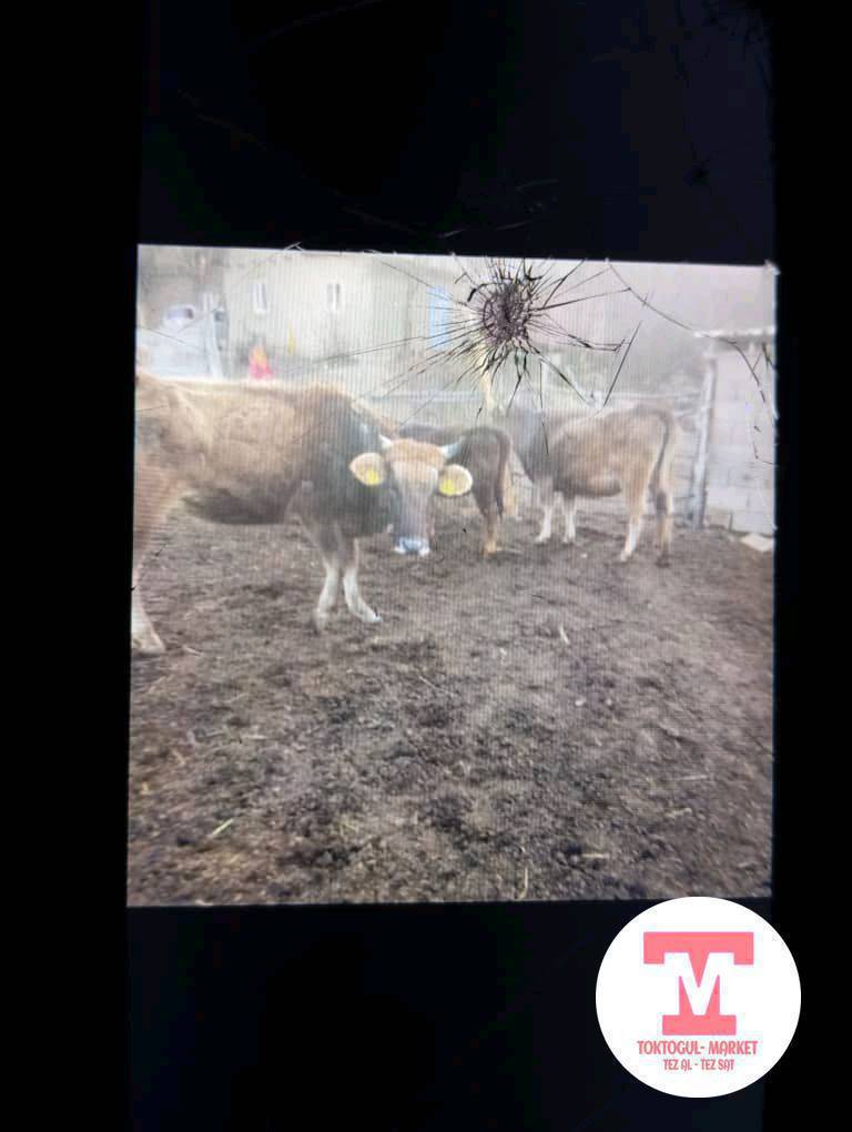 Ушул Курон Уй  Музоосуу менен жок болуп жатат,көргөндө билгендер болсо Кабарлап коюңуздарды суранабыз.
Уйдун вилка номери 6651 сүйүнчүсү бар.