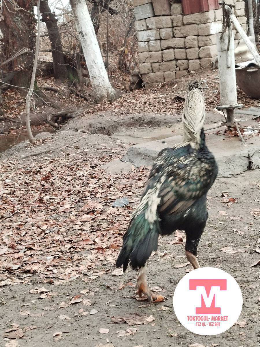 ассаламу алейкум ушул Дакен сатылат