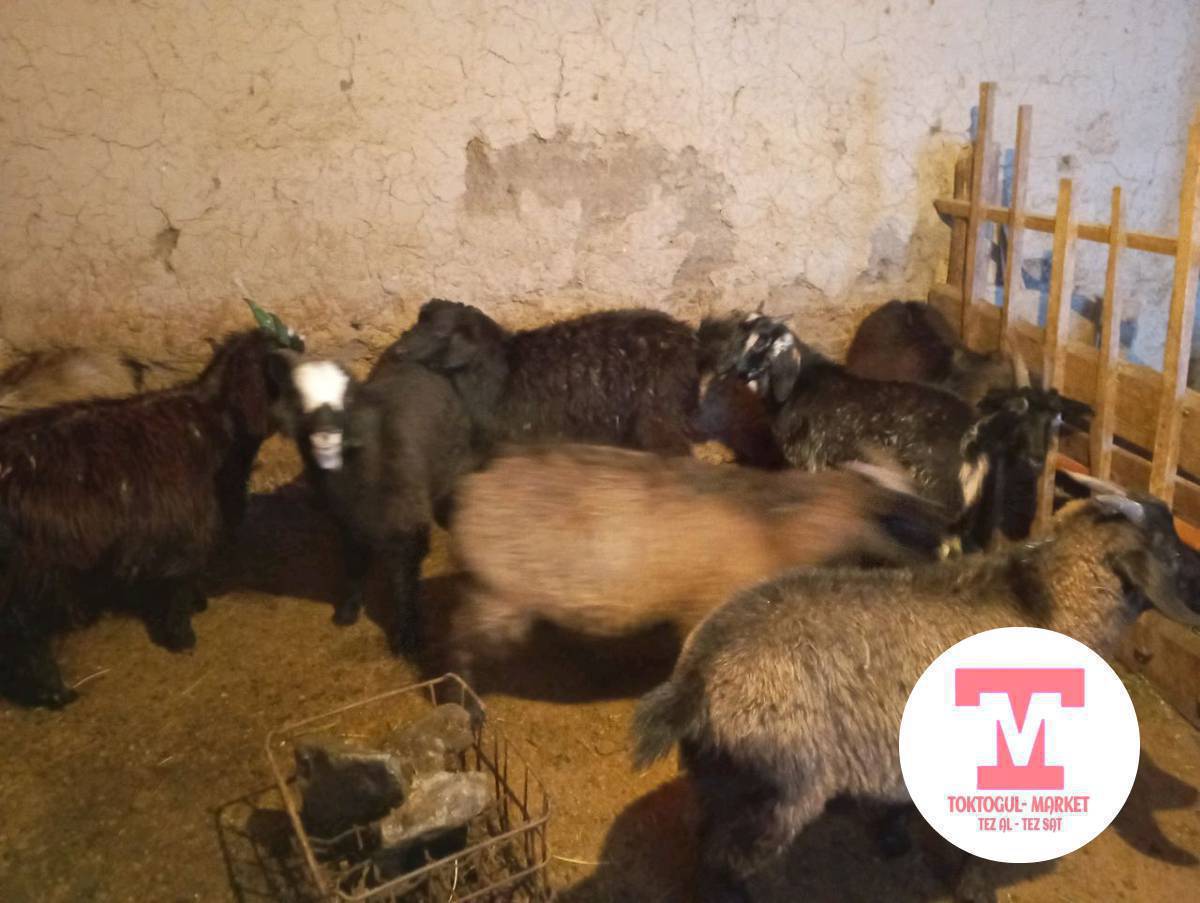 баш улактар орто улактар сатылат союшка Адреси Бала -Чычкан айылында