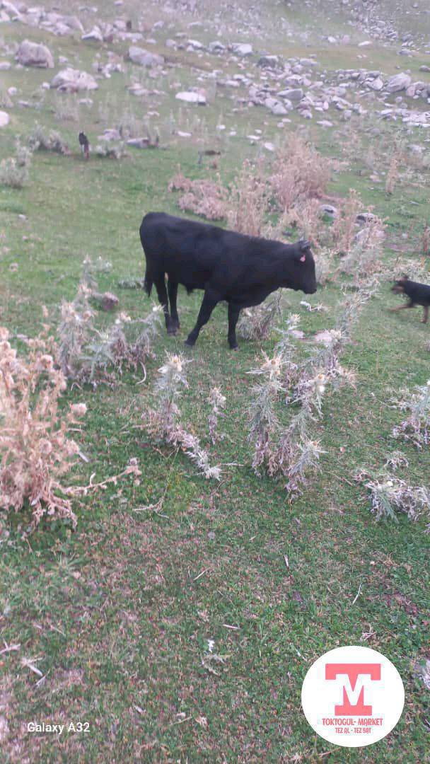 Ушул Уй торпогу менен жок болуп атат. Тай бука дагы жок, жамбашында 4 Деген тамга бар. Коргондор болсо кабарлап койгулачы, суйунчусу бар.