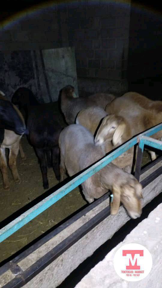 Саламатсыздарбы 
Азимкан көчөдөн  эки коозу  Үйдөн чыгып кетиптир көрсөңүздөр кабарлап койуңуздарчы сураныч 




0704 232 466