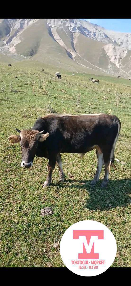 Ассаламу алейкум 
Жалпы жарыя угуучулар кандайсыздар 
Ушул тай буканы таппай жатам көптөн бери 
Кар жаап койду,эми уйларыңызтар менен ээрчип барып калса
 Кабарлап койуңуздарчы  СҮЙҮНЧҮСҮ БАР 
БИРКА НОМЕРИ   81#76