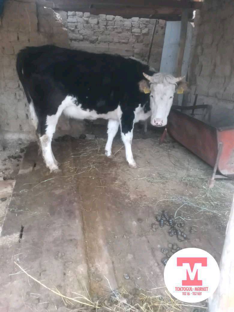 Чарба койлор сатылат 12 баш бооз кунаажын сатылат кунаадындын баасы 100000 с болору бооз