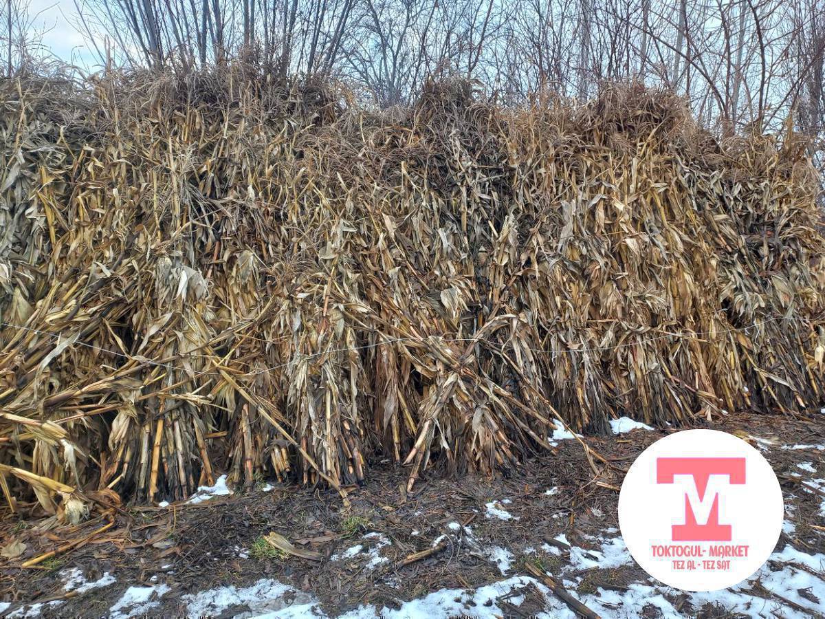 пая сатылат 100 боо базы 120 сом