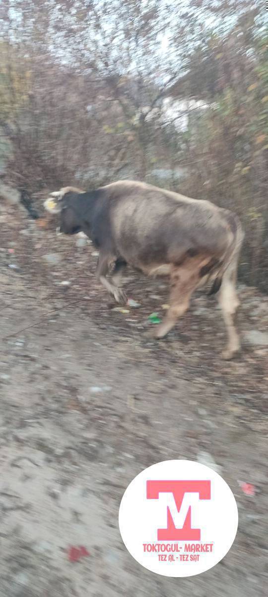 Асалоому алейкум кандайсынар туугандар ушул Уй торпогу менен кочого чыгарып койсом жок болуп атат корсонустор кабарлап койунуздарчы сураныч