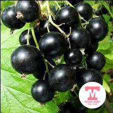 кызыл карагаттын
тоо карагаттын кайнатылбаган вареньеси сатылат литр-400 сом