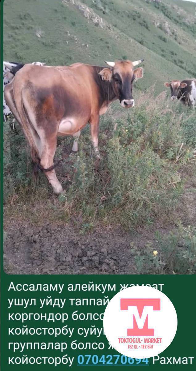 Ассаламу алейкум кандайстар ушул уйду коргондор болсо кабарлап койосторбу суйунчусу бар жанында кичинекей торпогу бар коргон билгендер болсо кабарлап койгулачы 10 000мин суйунчусу бар 0704270694