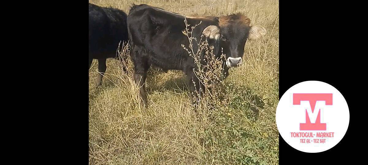 ушул торпок жок болуп жаттат Бир жарым ай болуп калды, ээни он кулактан эки шипси, коруп билгендер болсо кабарлап койунуздар суйунчусу 5 мин сом.