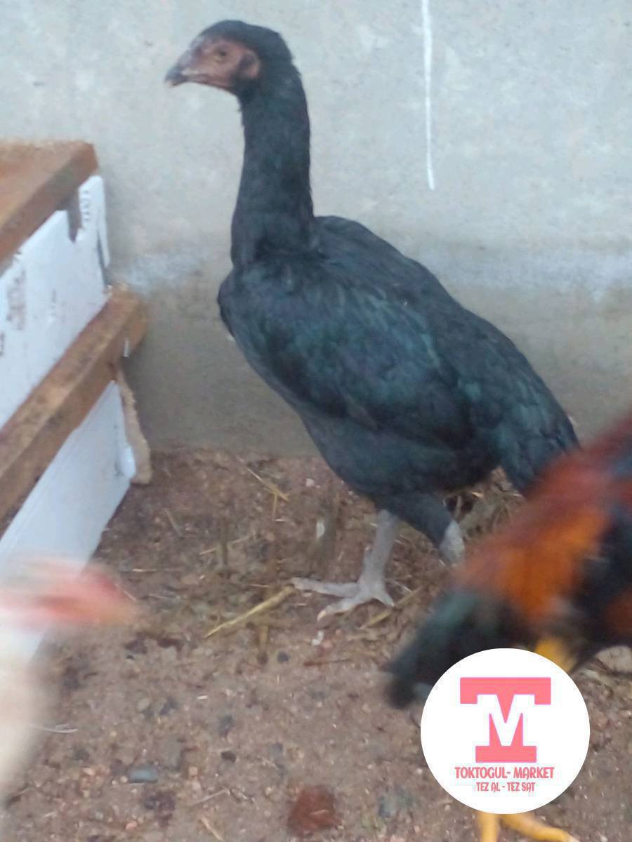 2 кара мекиш сатылат 1000 сомдон