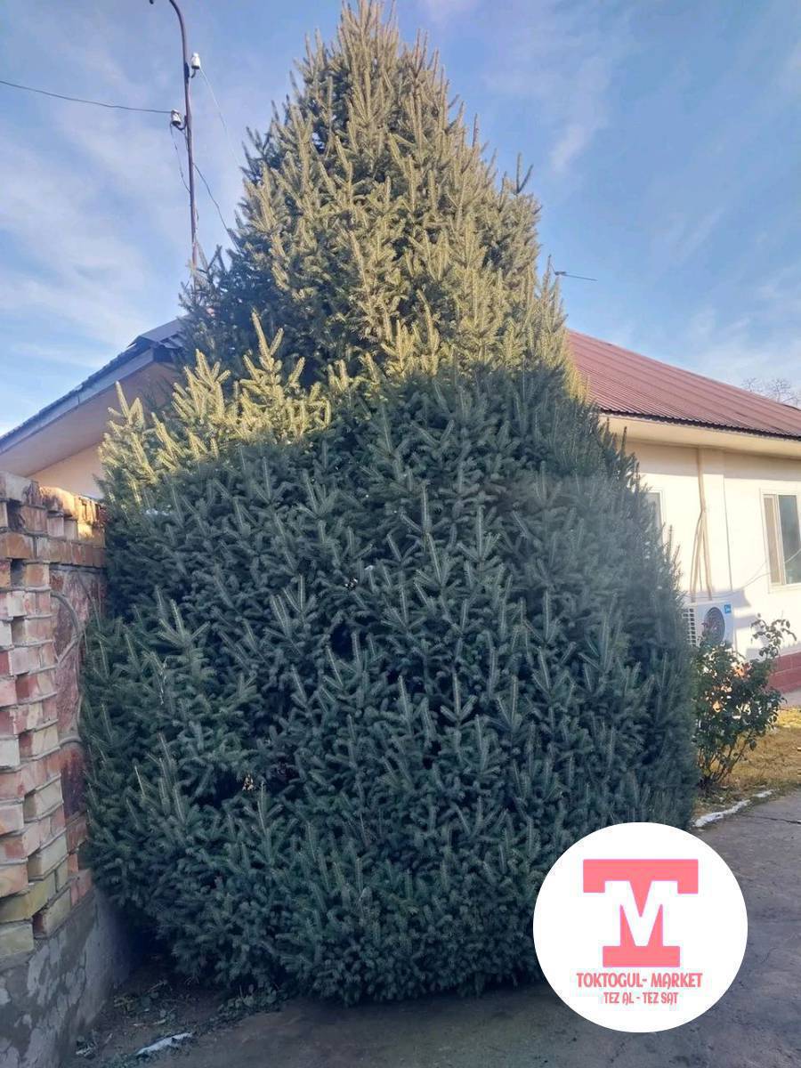 Декоративный осумдук Ель Ёлка  Балаты деп койсо да болот 5метр чыгат тамыры менен казып беребиз.